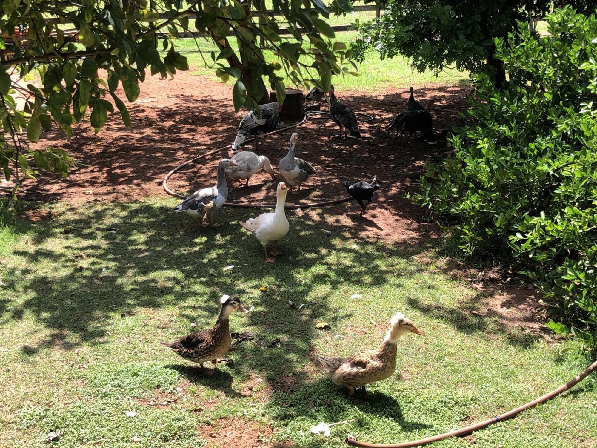 Hotel Fazenda Recanto Do Sossego Gloria de Dourados Exterior photo